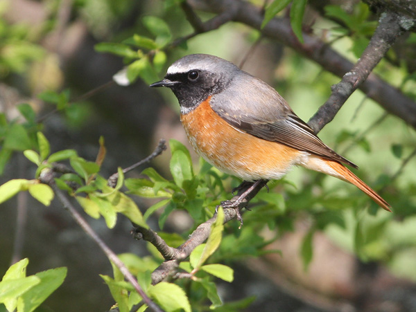 Codirosso - Phoenicurus phoenicurus